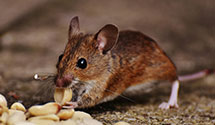 24-hour-pest-control Experts in Vaucluse